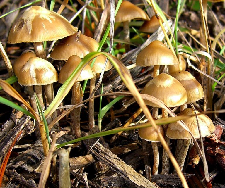 Psilocybe cyanofibrillosa 1 768x643