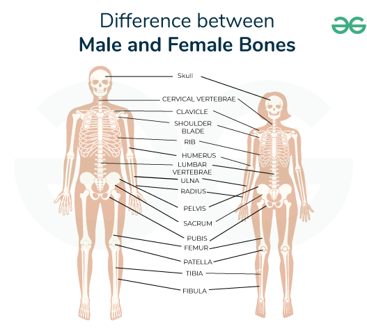 Difference between Male and Female Bones