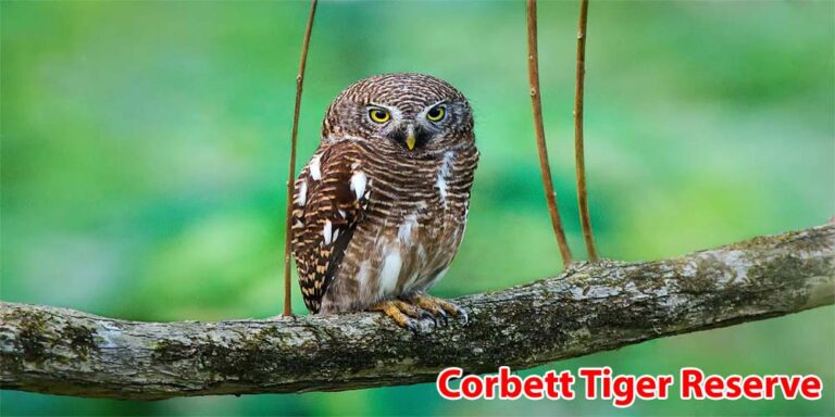 Corbett Tiger Reserve Park 768x384